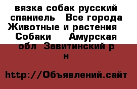 вязка собак русский спаниель - Все города Животные и растения » Собаки   . Амурская обл.,Завитинский р-н